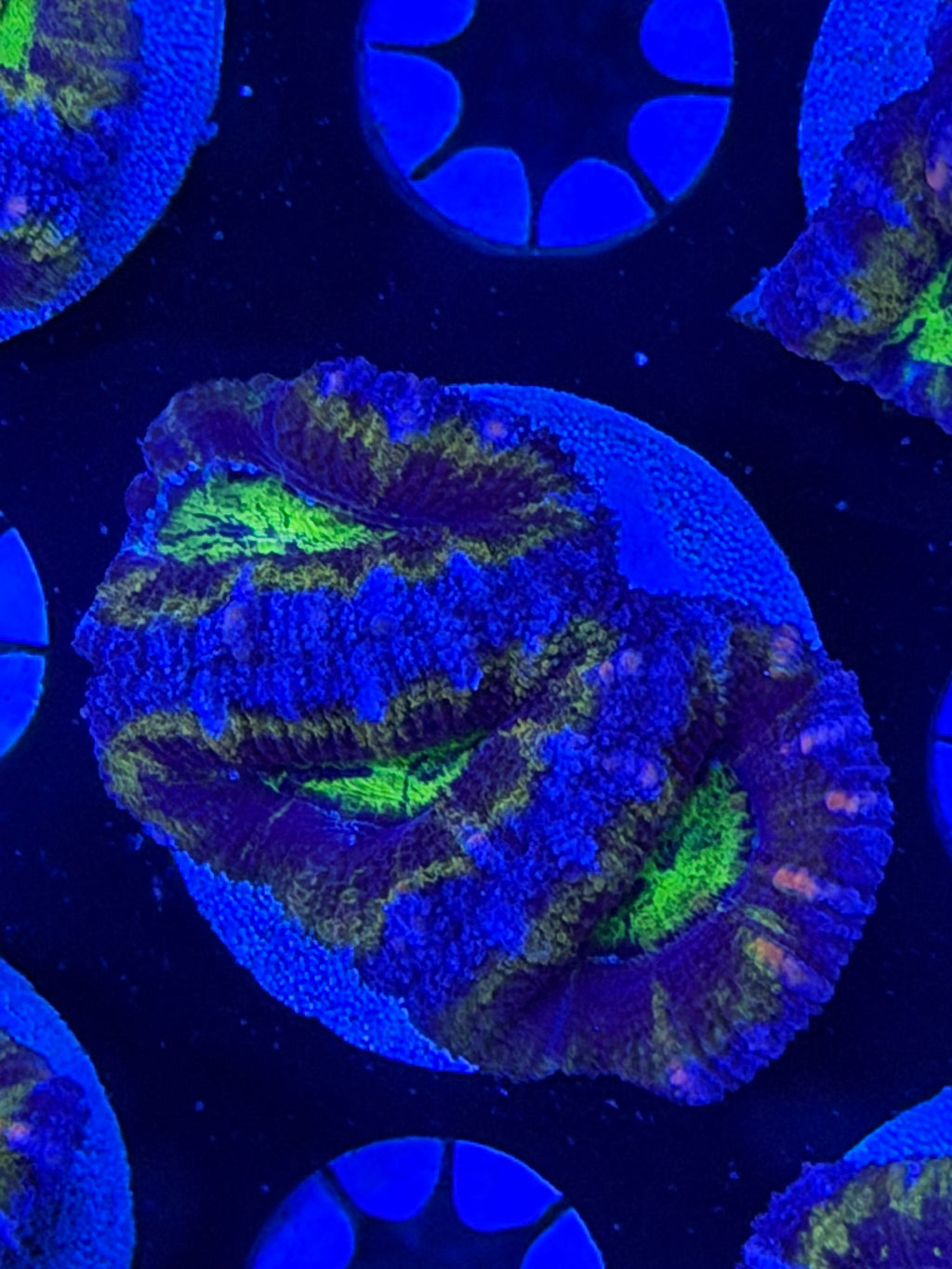 Ultra Acan
