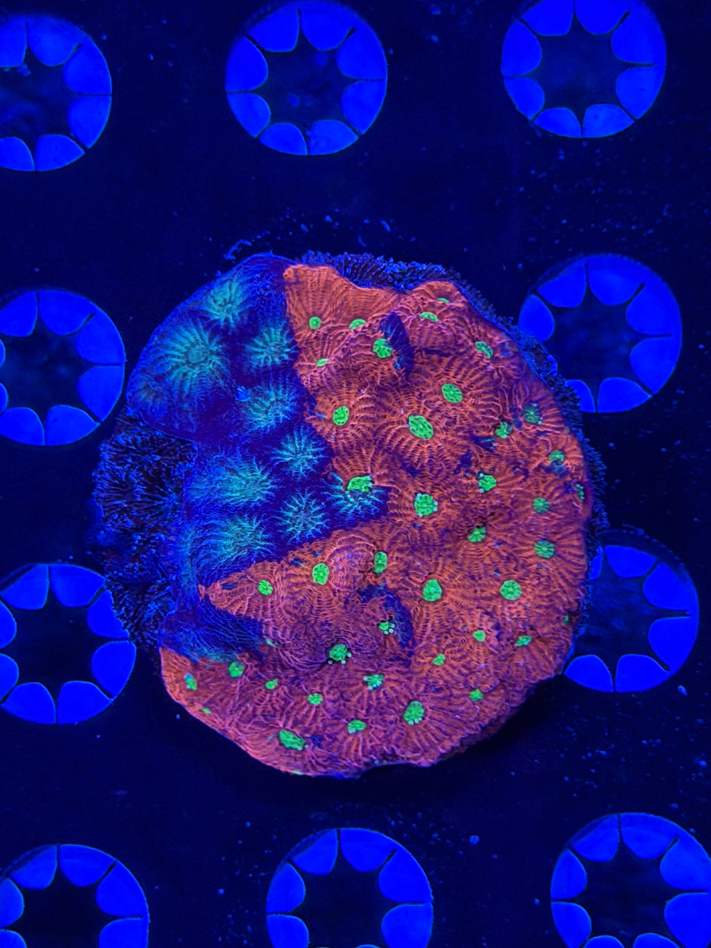 Red/Green Favites