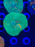 Multi Color Scolymia