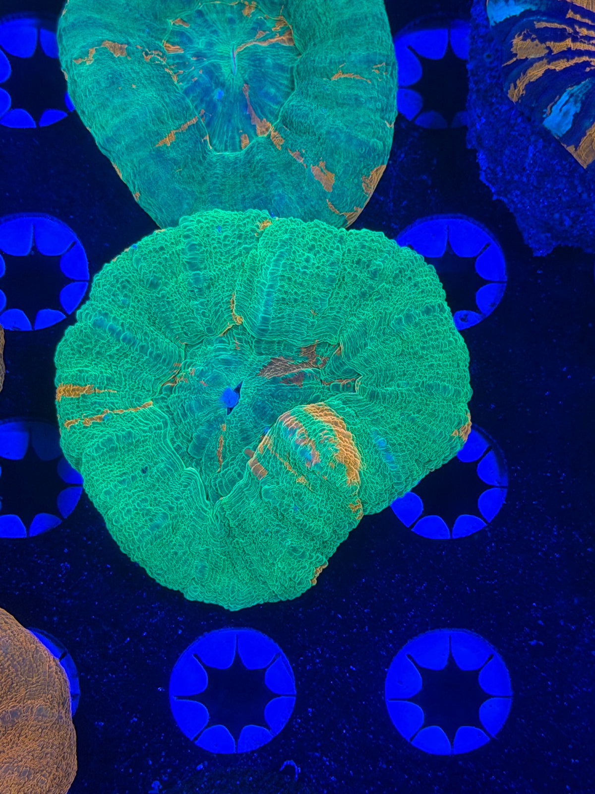 Multi Color Scolymia