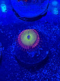 Pink Hippo Zoa