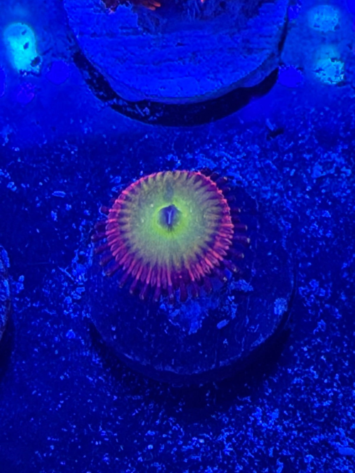 Pink Hippo Zoa