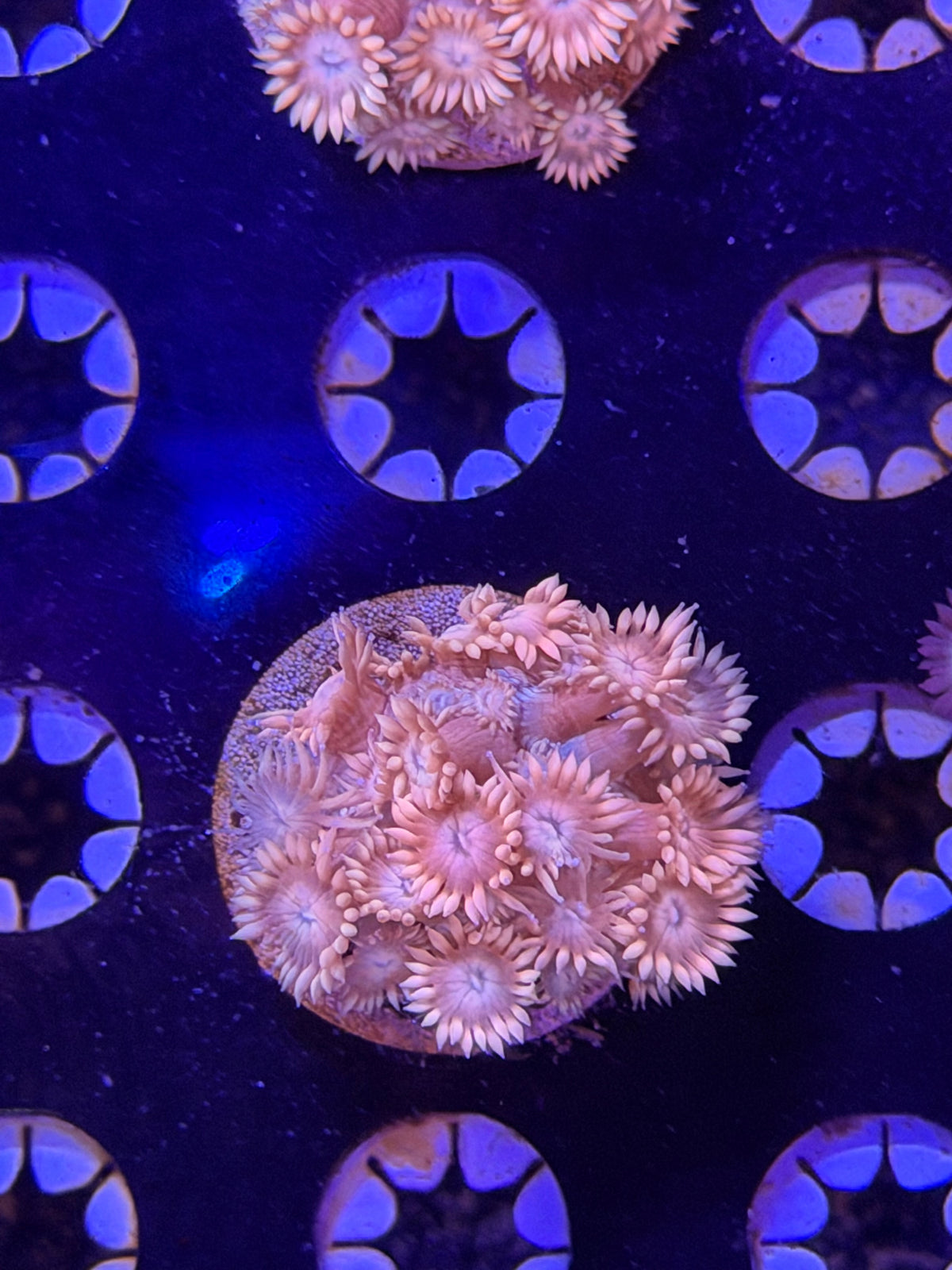 Pink Goni Frag