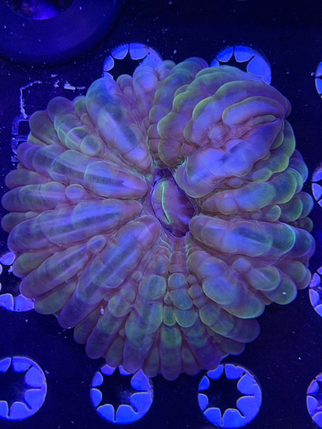 Rainbow Cynarina