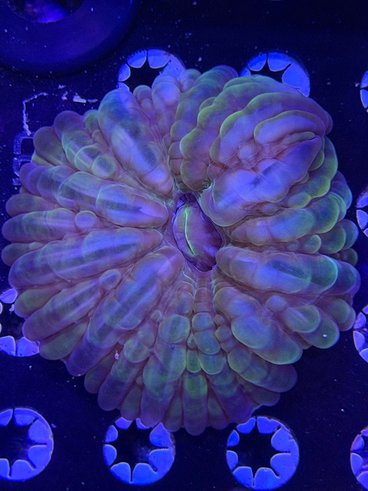 Rainbow Cynarina