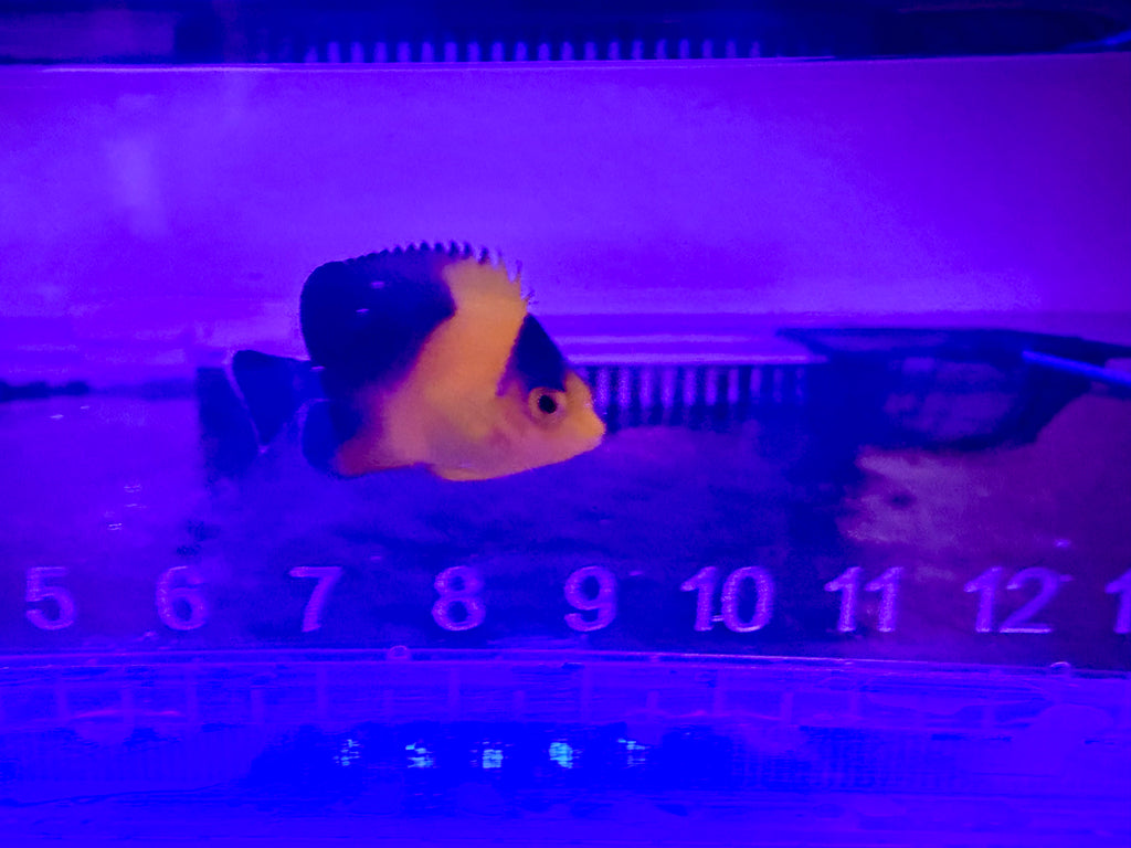 Captive bred Purple Mask Angel Fish