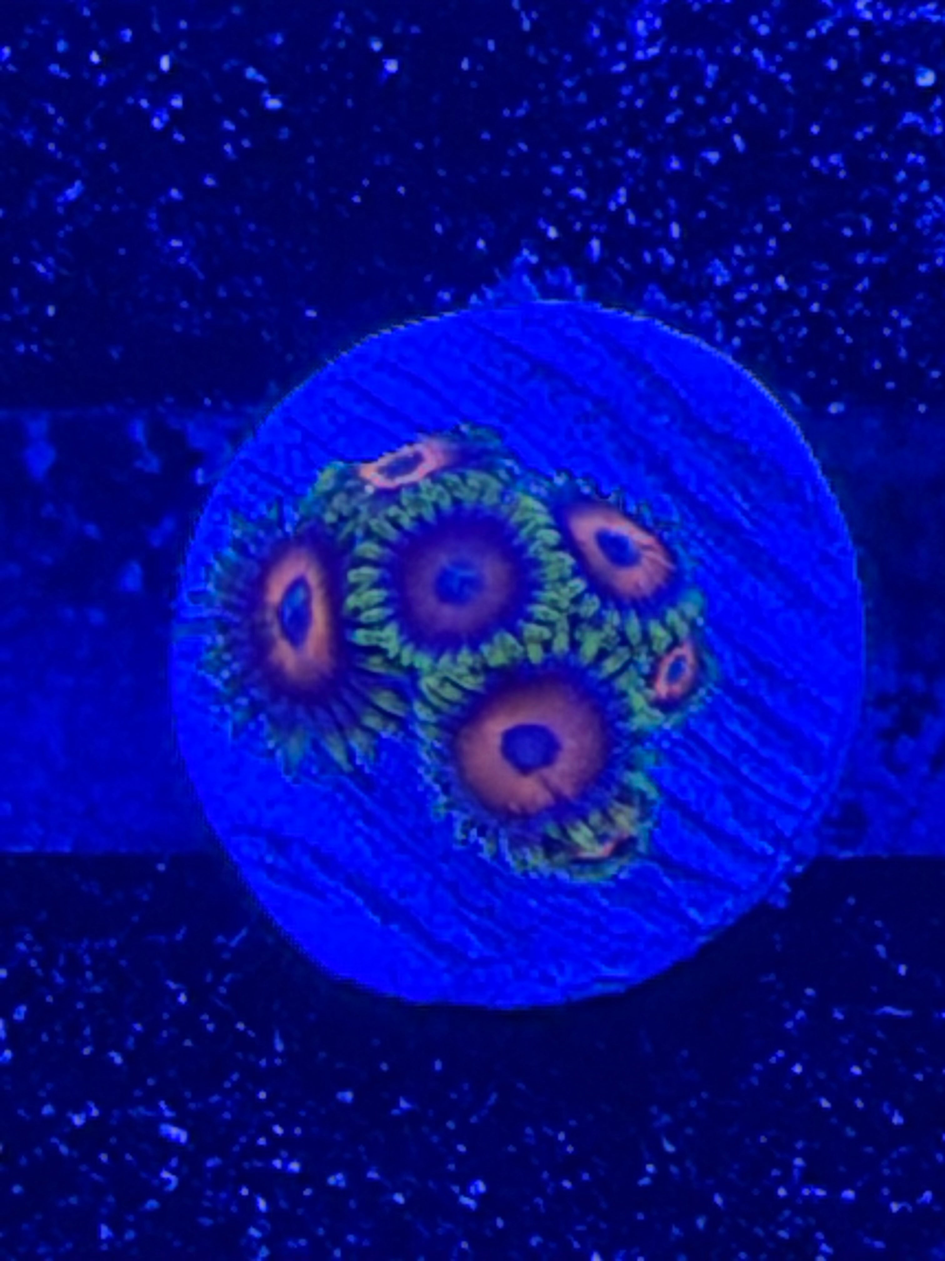 Watermelon Zoa