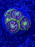 Lady Hydra Dragon Zoa