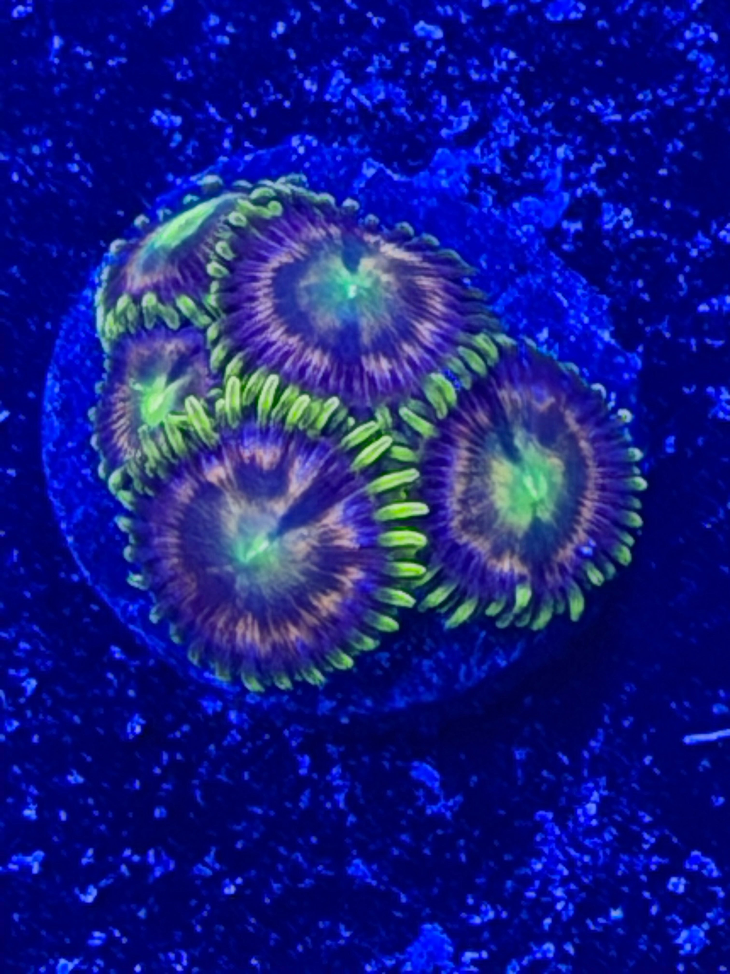 Lady Hydra Dragon Zoa