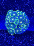 Green Bay Packers Zoa