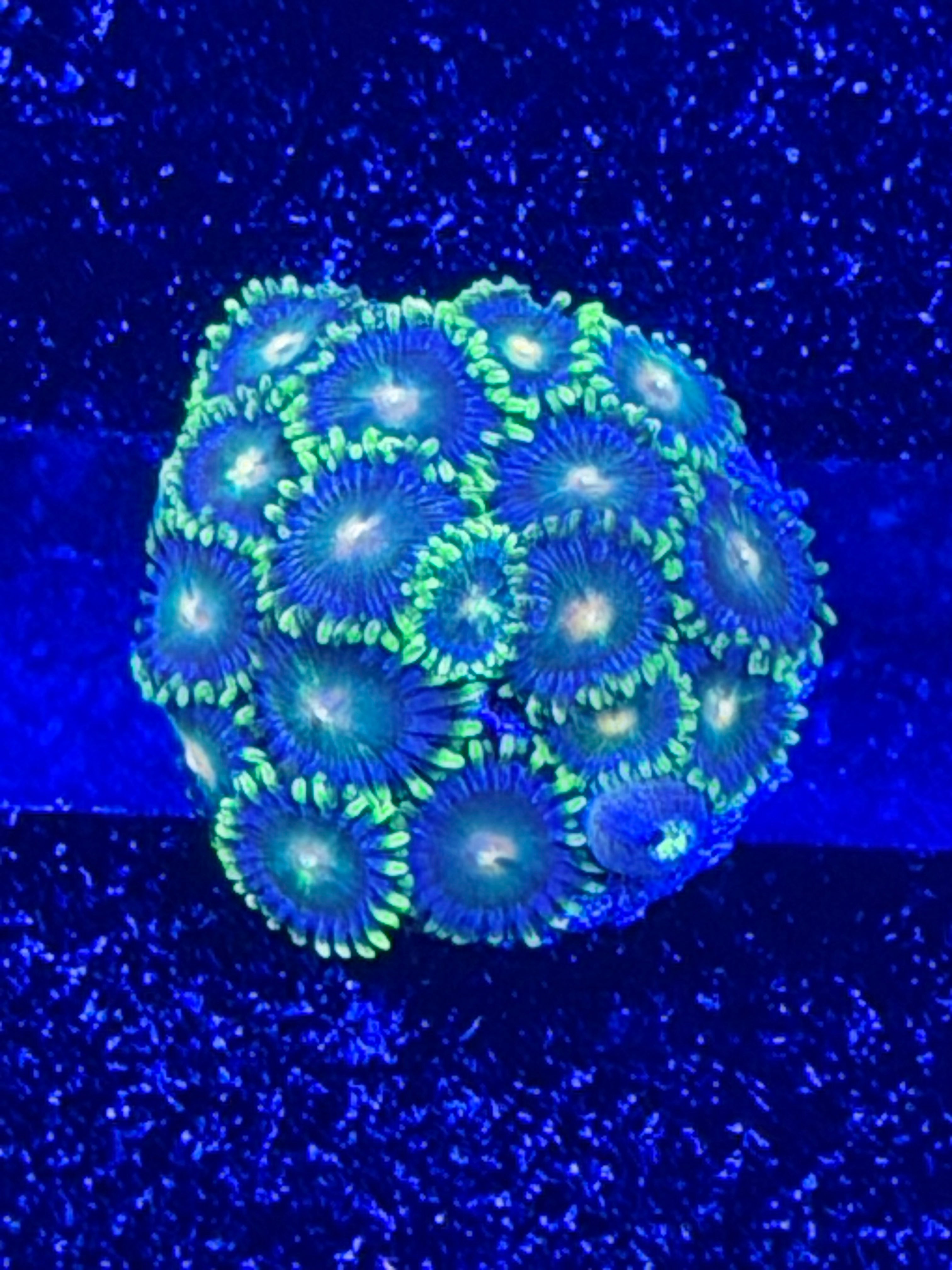 Green Bay Packers Zoa