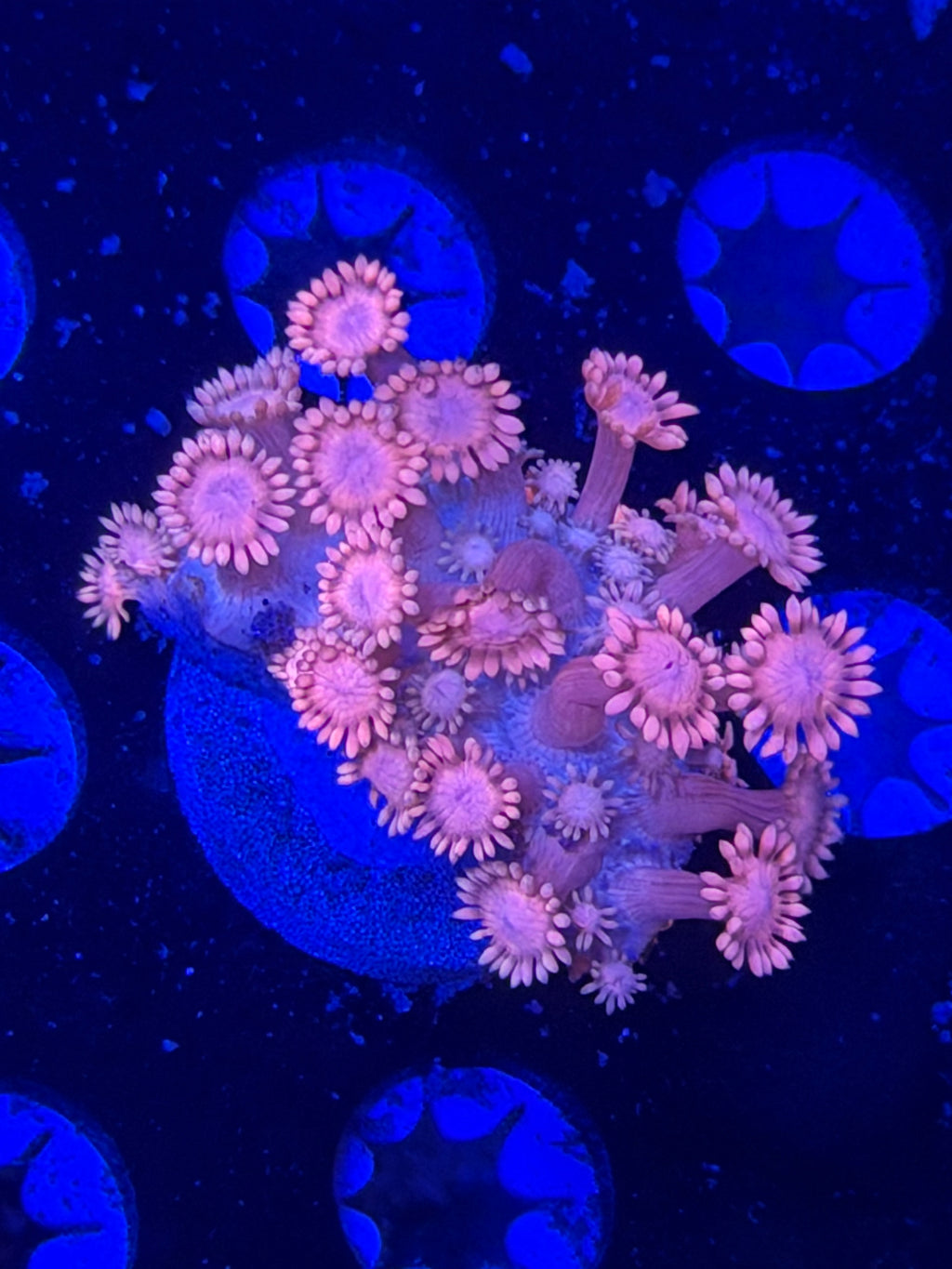 Pink Goni Frag