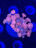 Pink Goni Frag