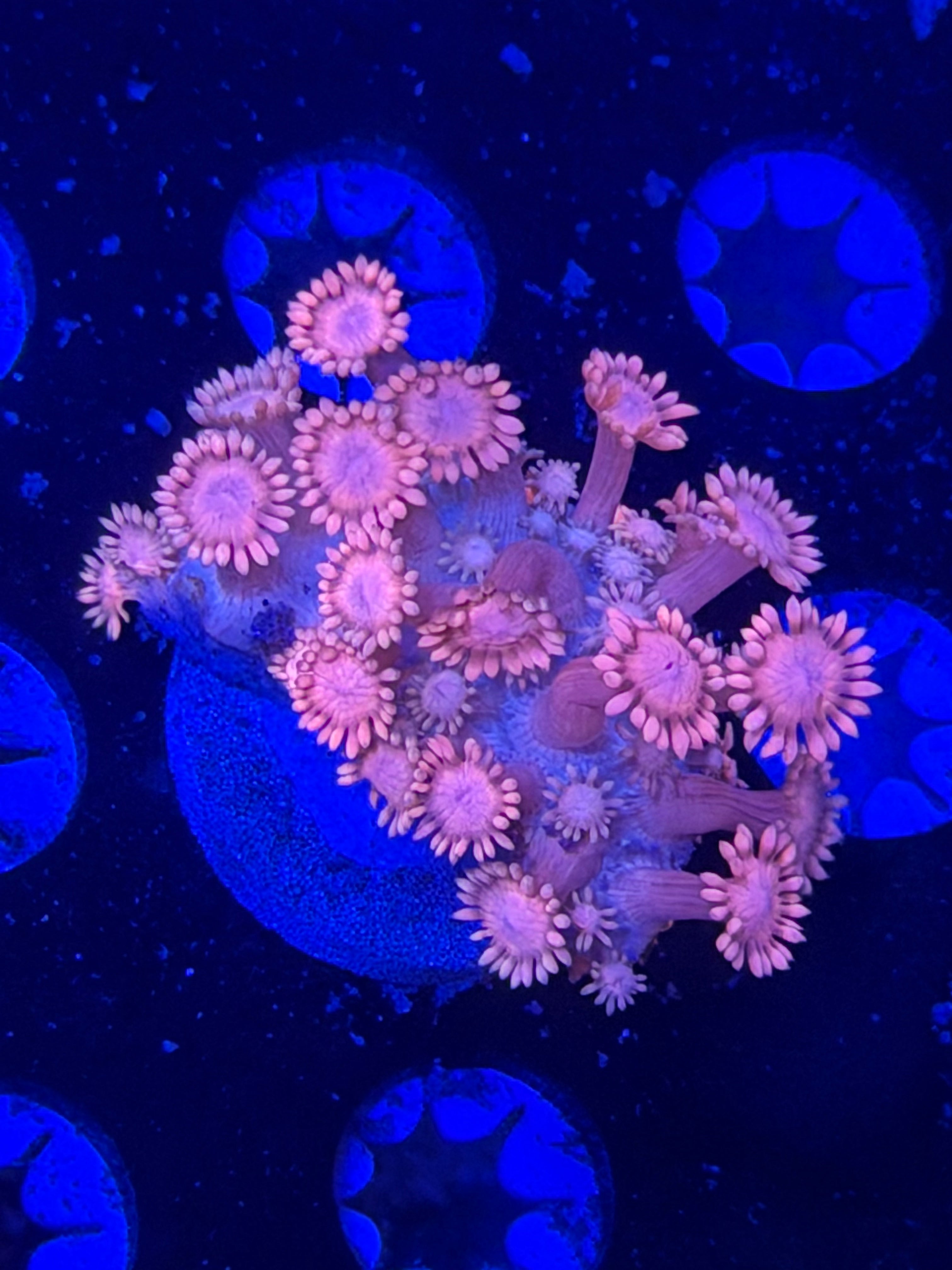 Pink Goni Frag
