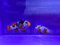 Nebula Grade B Clownfish
