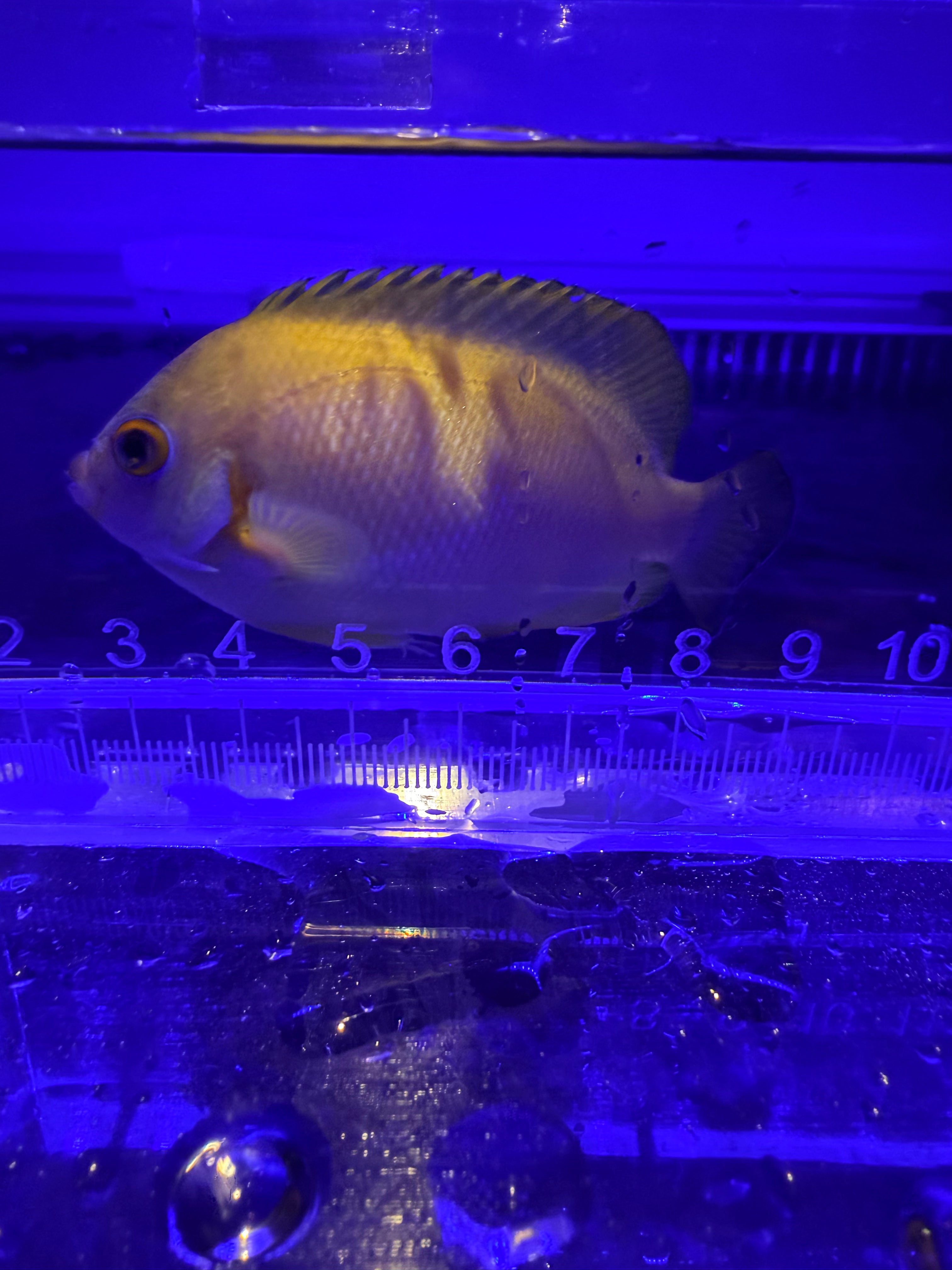 Hybrid Lemon Peel Anglefish