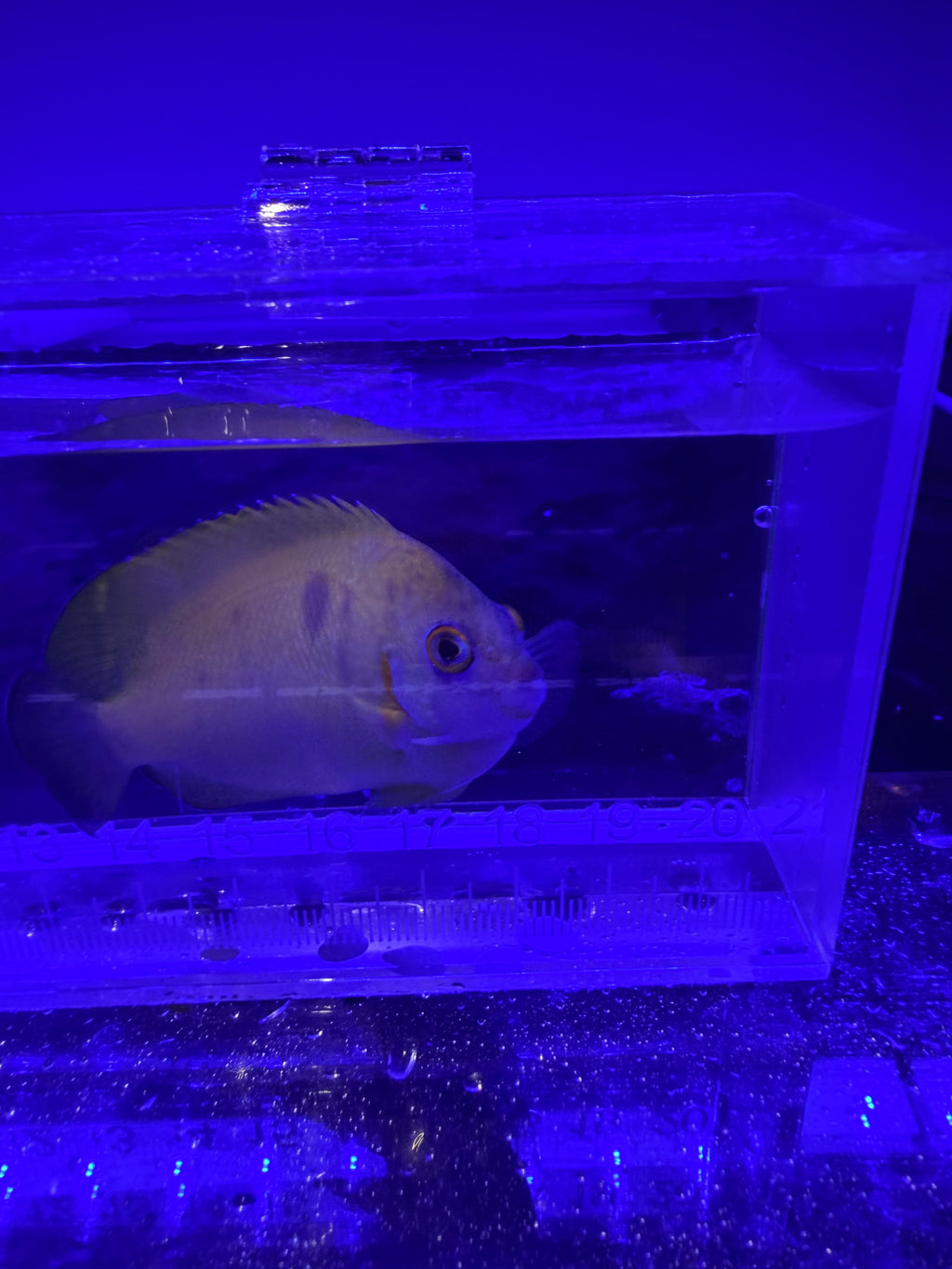 Hybrid Lemon Peel Anglefish