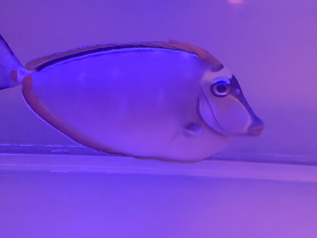 Blonde Naso Tang 5 1/2”