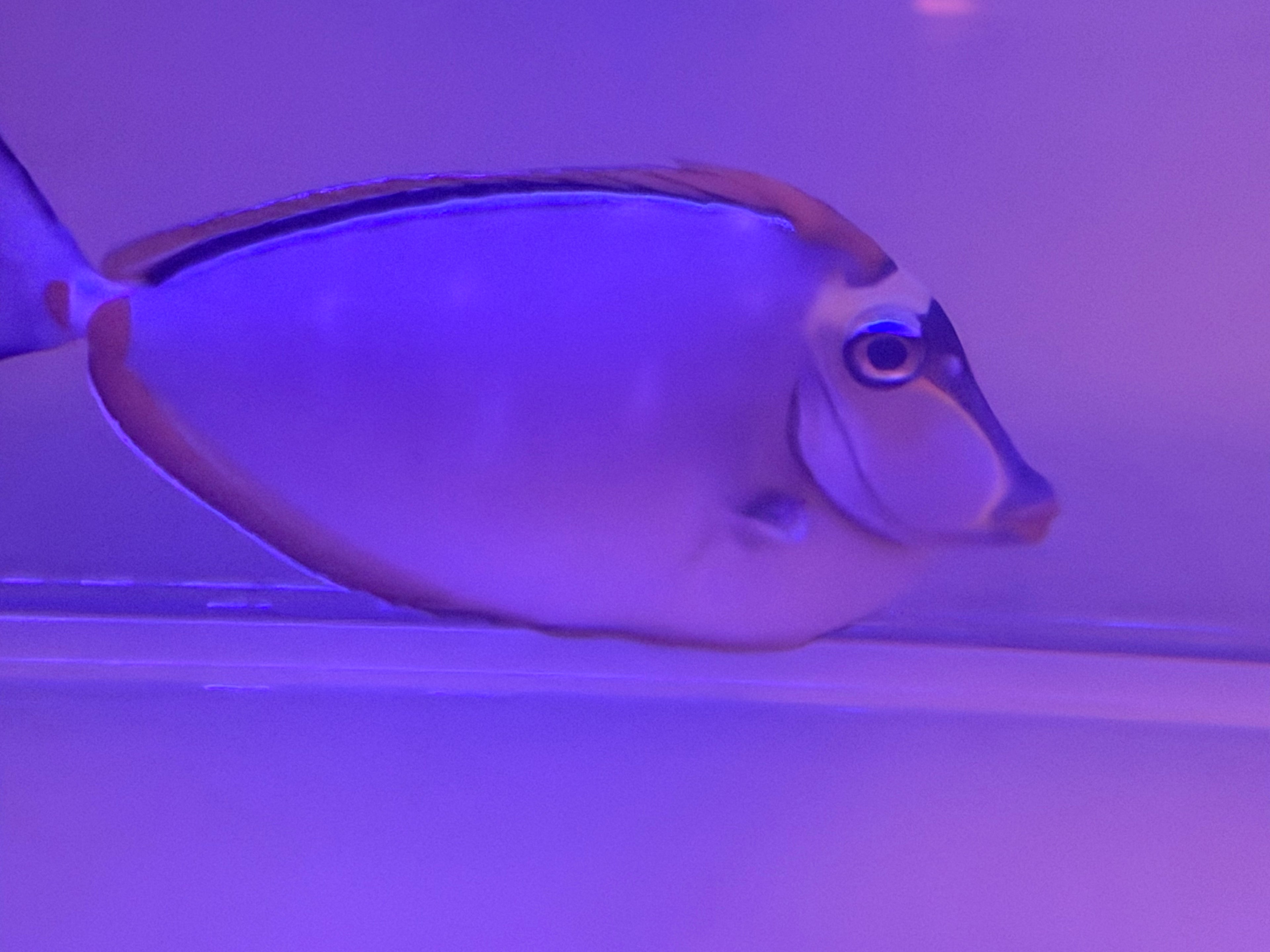 Blonde Naso Tang 5 1/2”