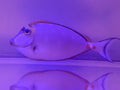 Blonde Naso Tang 5 1/2”