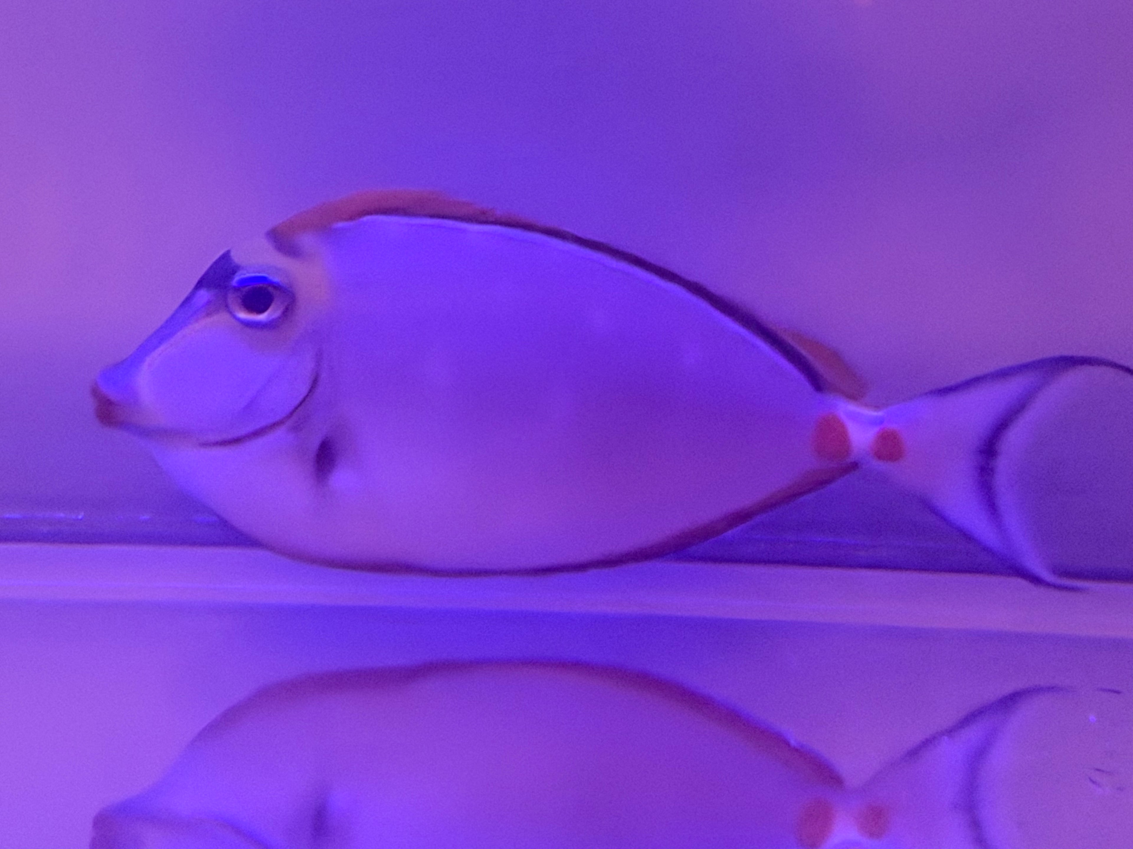 Blonde Naso Tang 5 1/2”