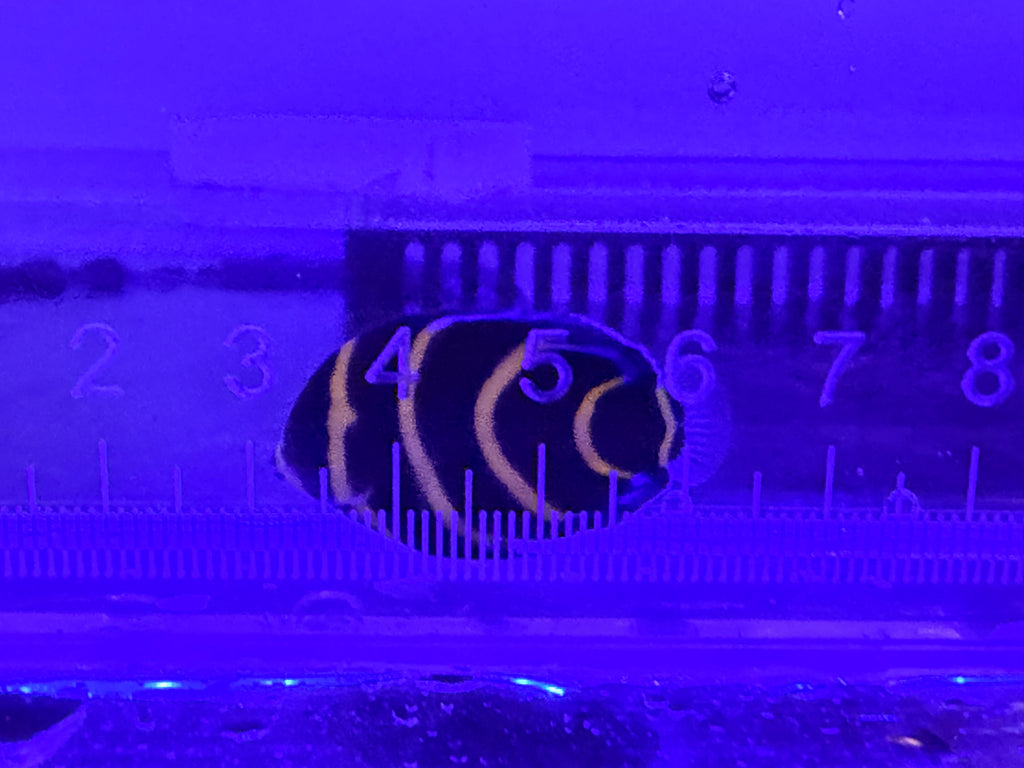 Cortez Angel Fish captive bred