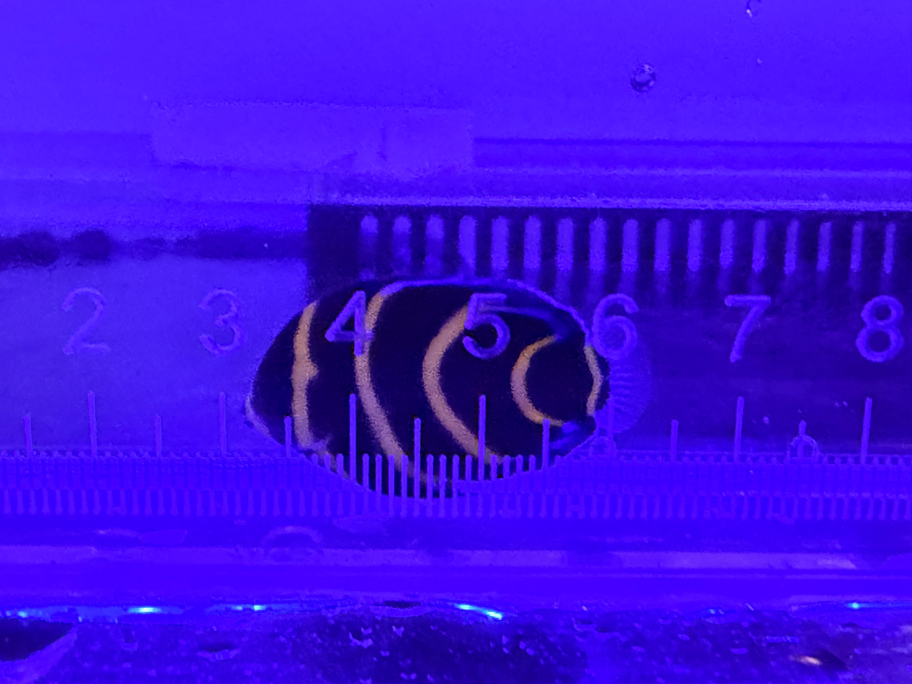 Cortez Angel Fish captive bred