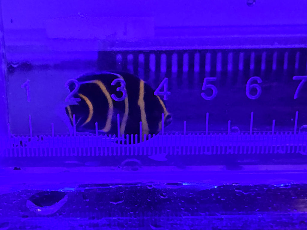 Cortez Angel Fish captive bred