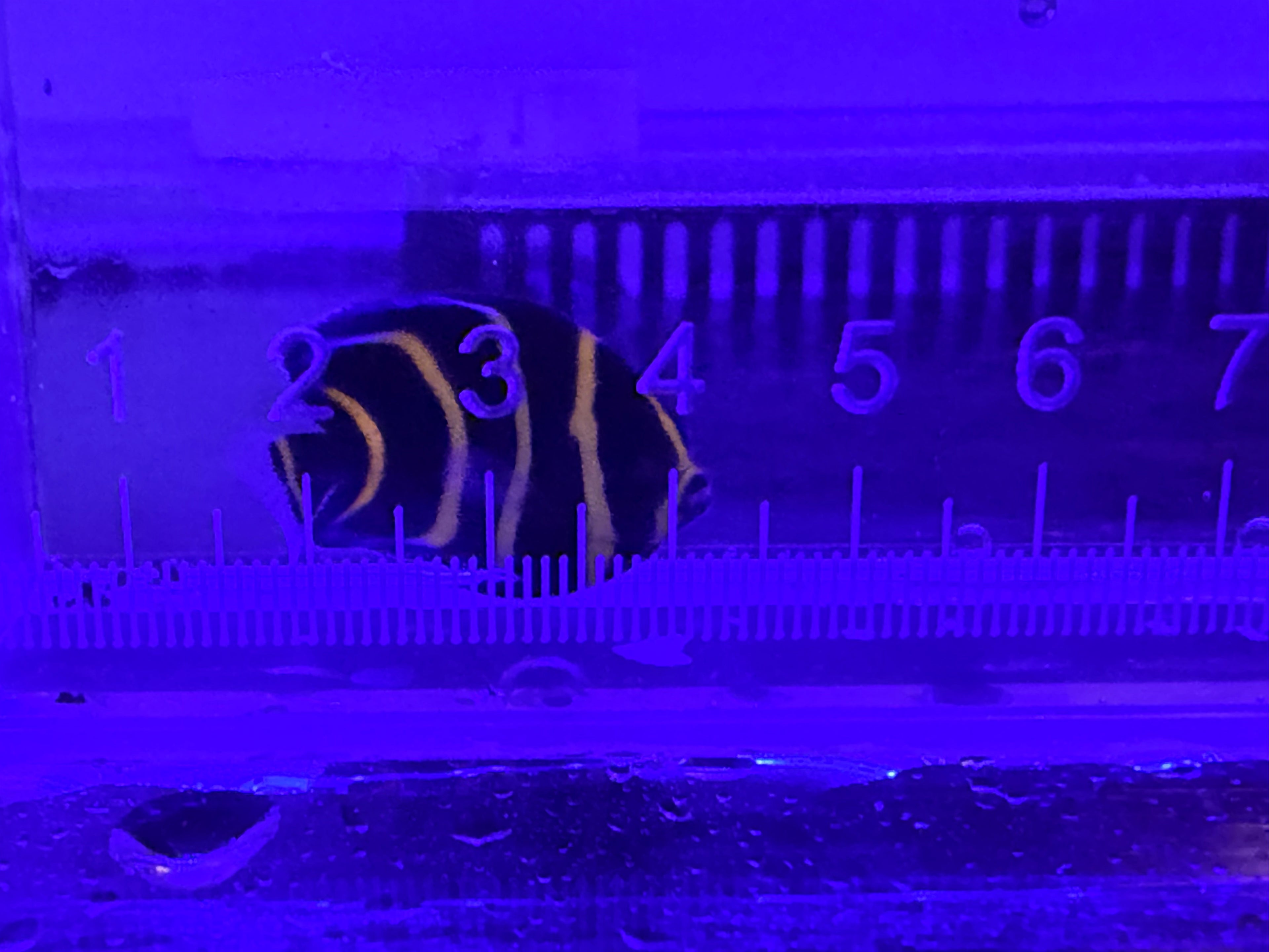Cortez Angel Fish captive bred