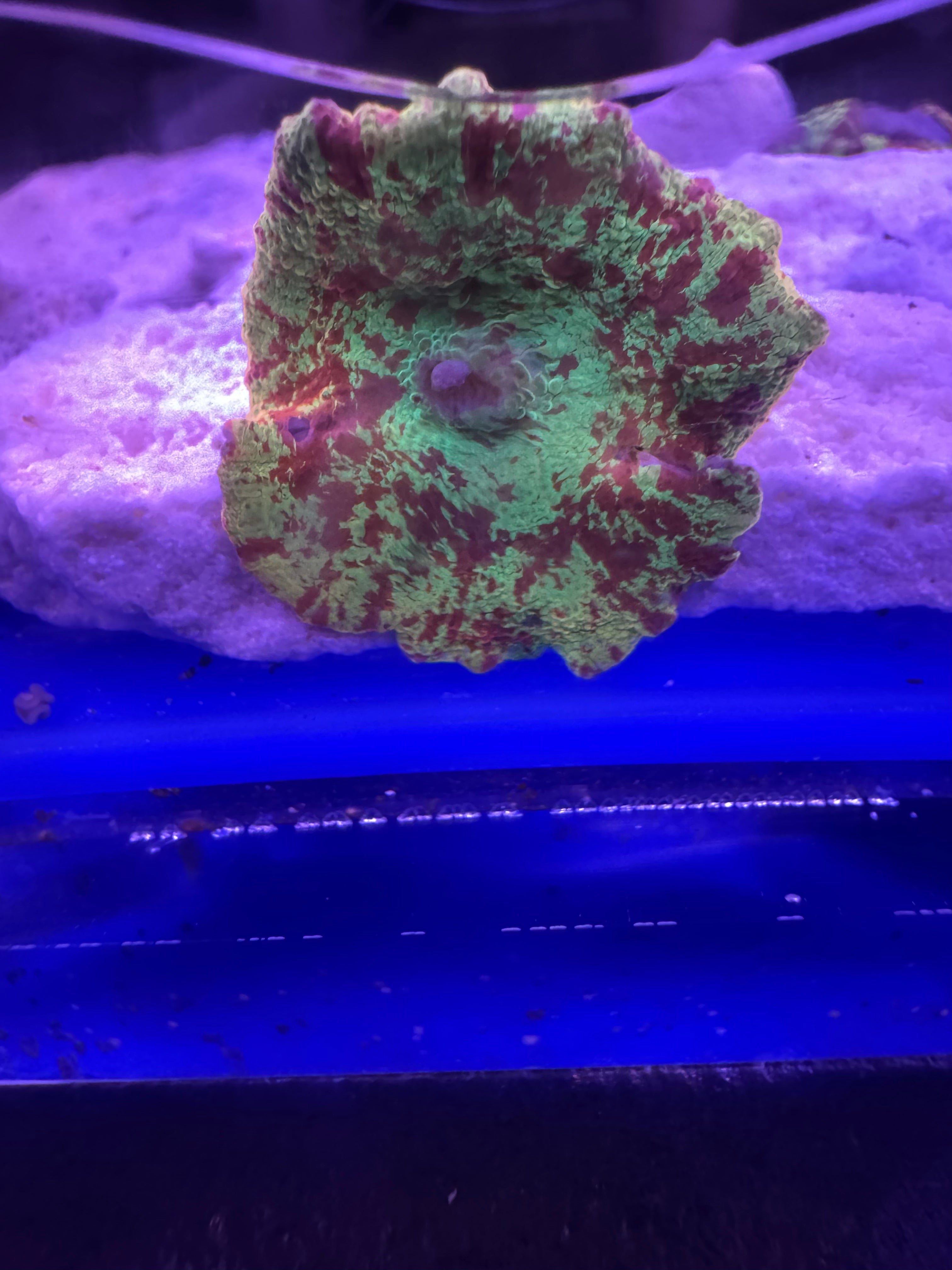 Jaw Breaker Mushroom Coral 2 Color