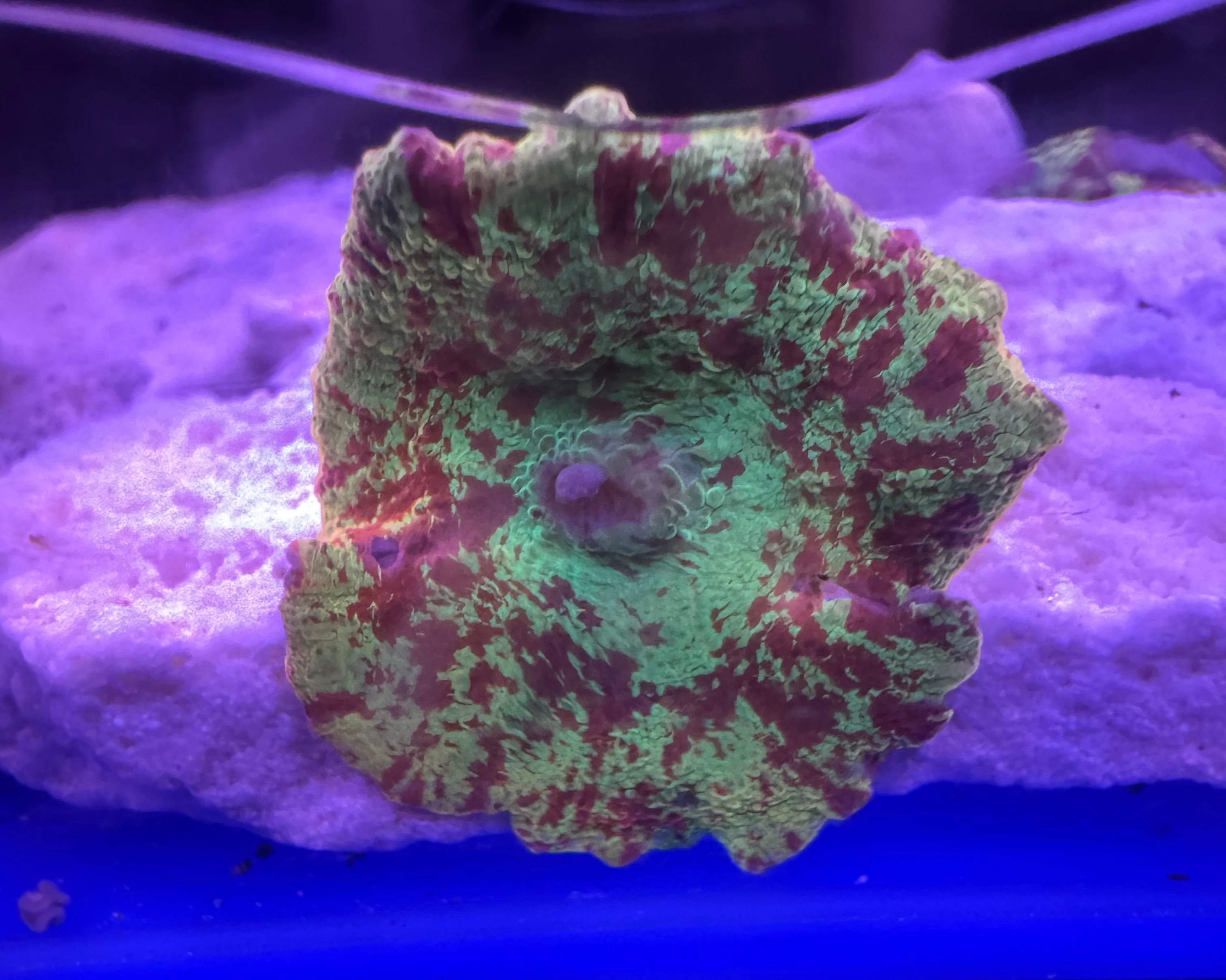 2 Color Jawbreaker