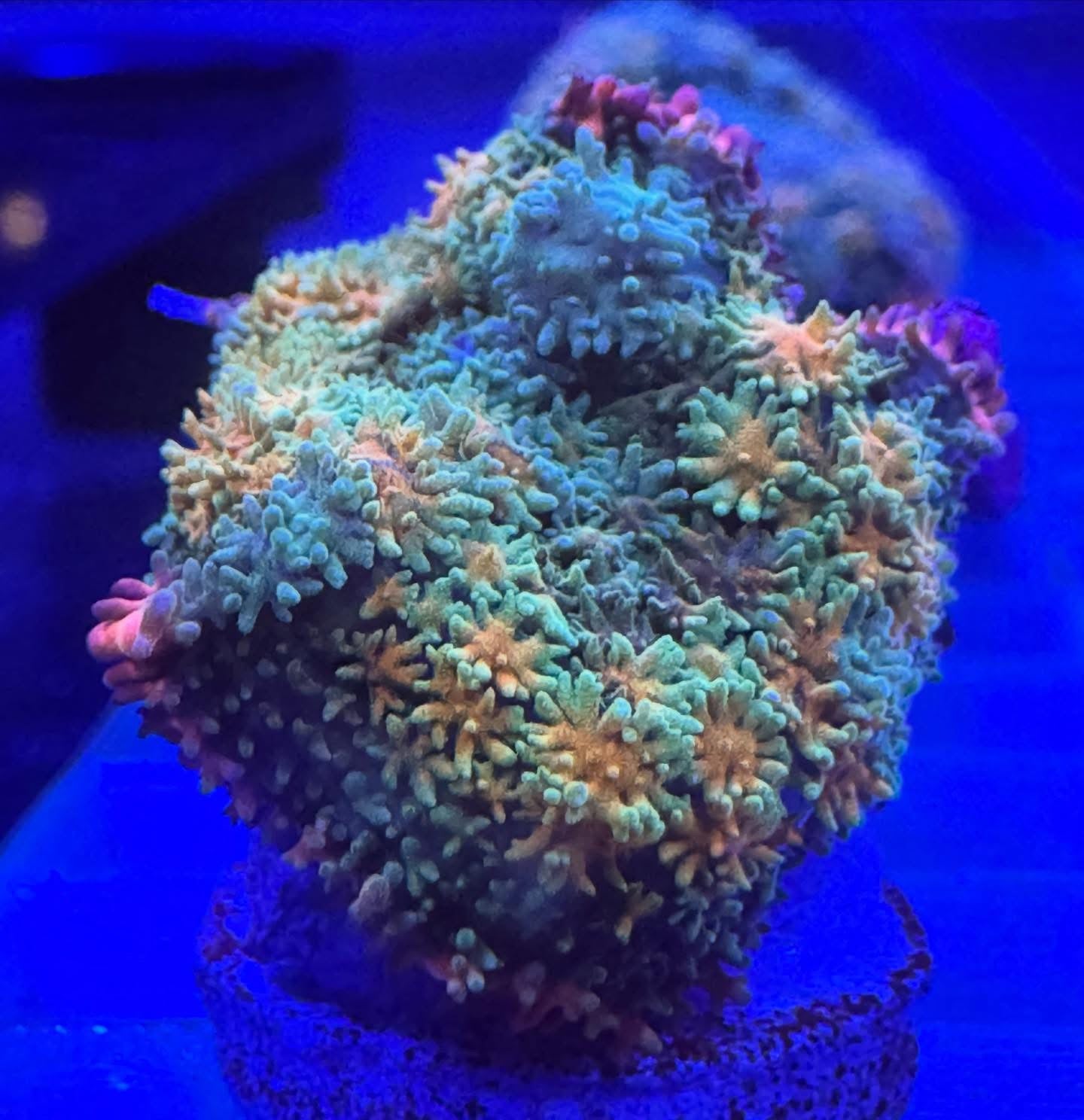 Reverse bounce rainbow mushroom