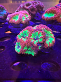 Blastomussa Wellsi (Green)