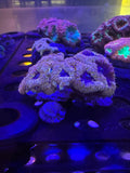 Blastomussa Wellsi (Tan/Purple)