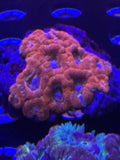 Blastomussa Wellsi (Red/Pink)