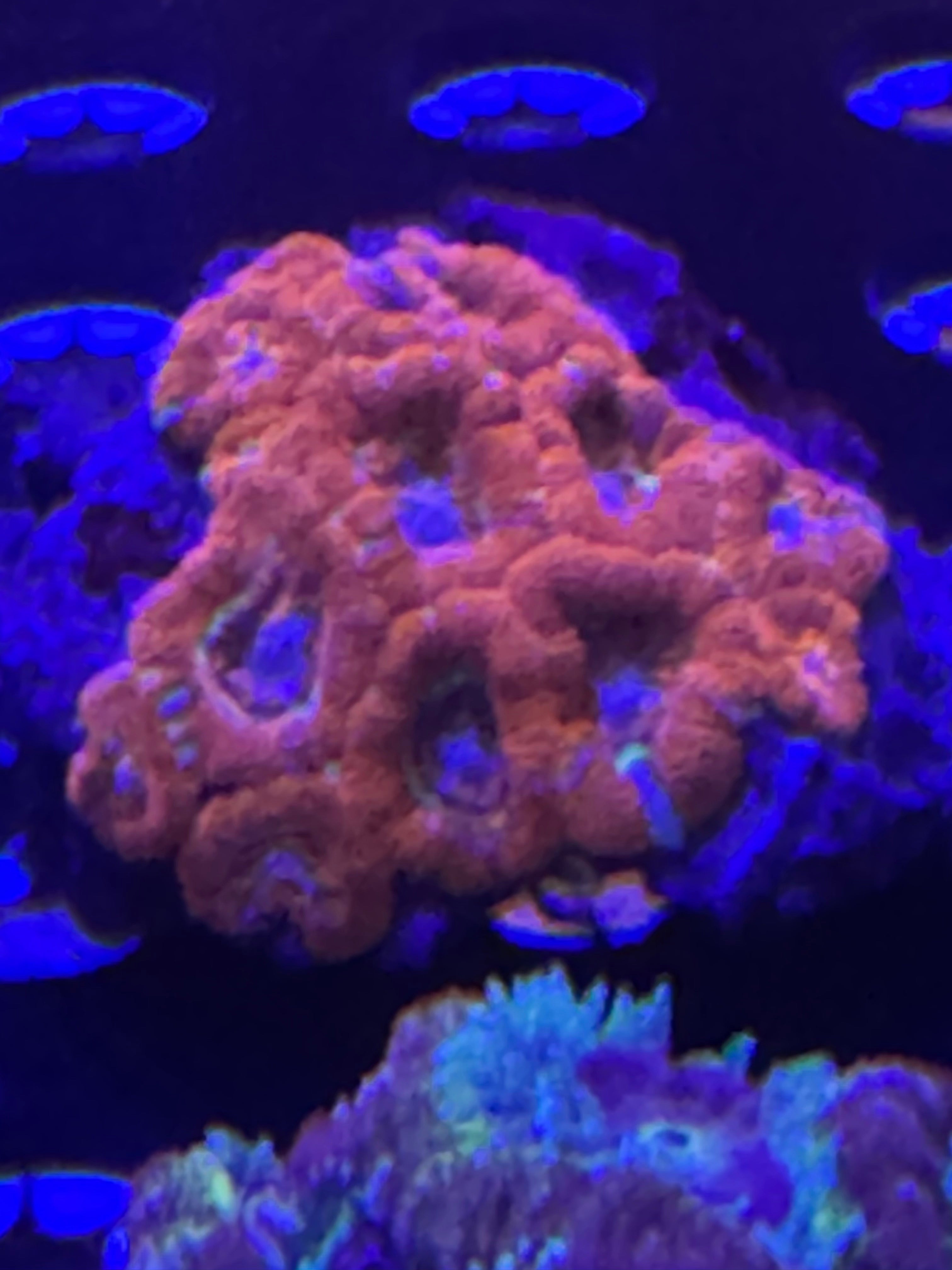 Blastomussa Wellsi (Red/Pink)