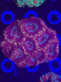 Asian Acan (Purple/Pink)