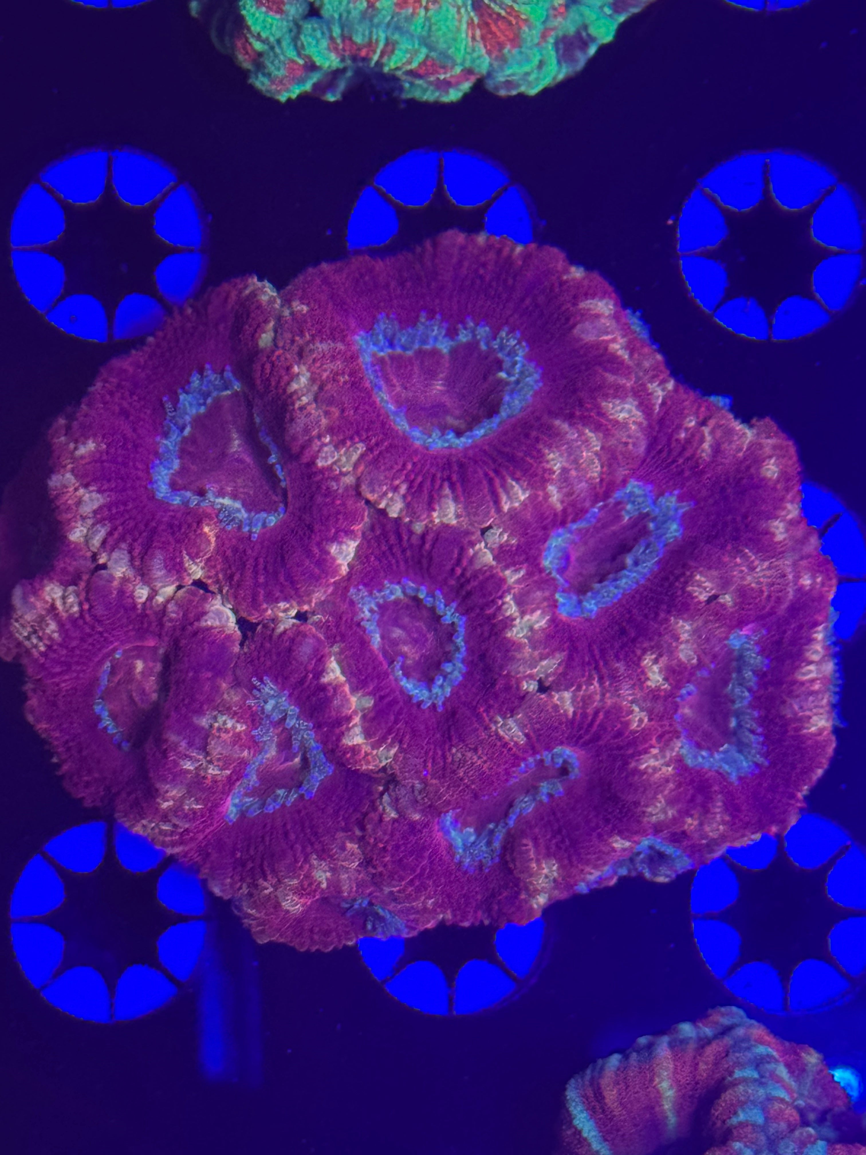 Asian Acan (Purple/Pink)