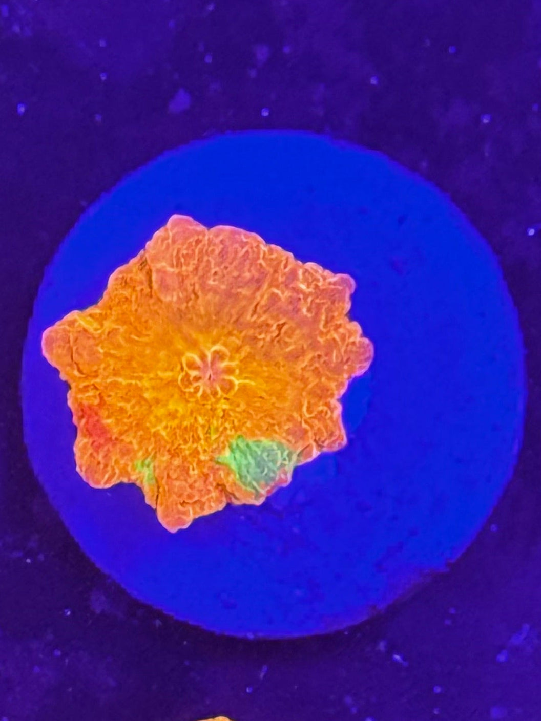 Jaw Breaker Mushroom Coral 3 color