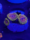 GMK Zoanthid 3 Polyp
