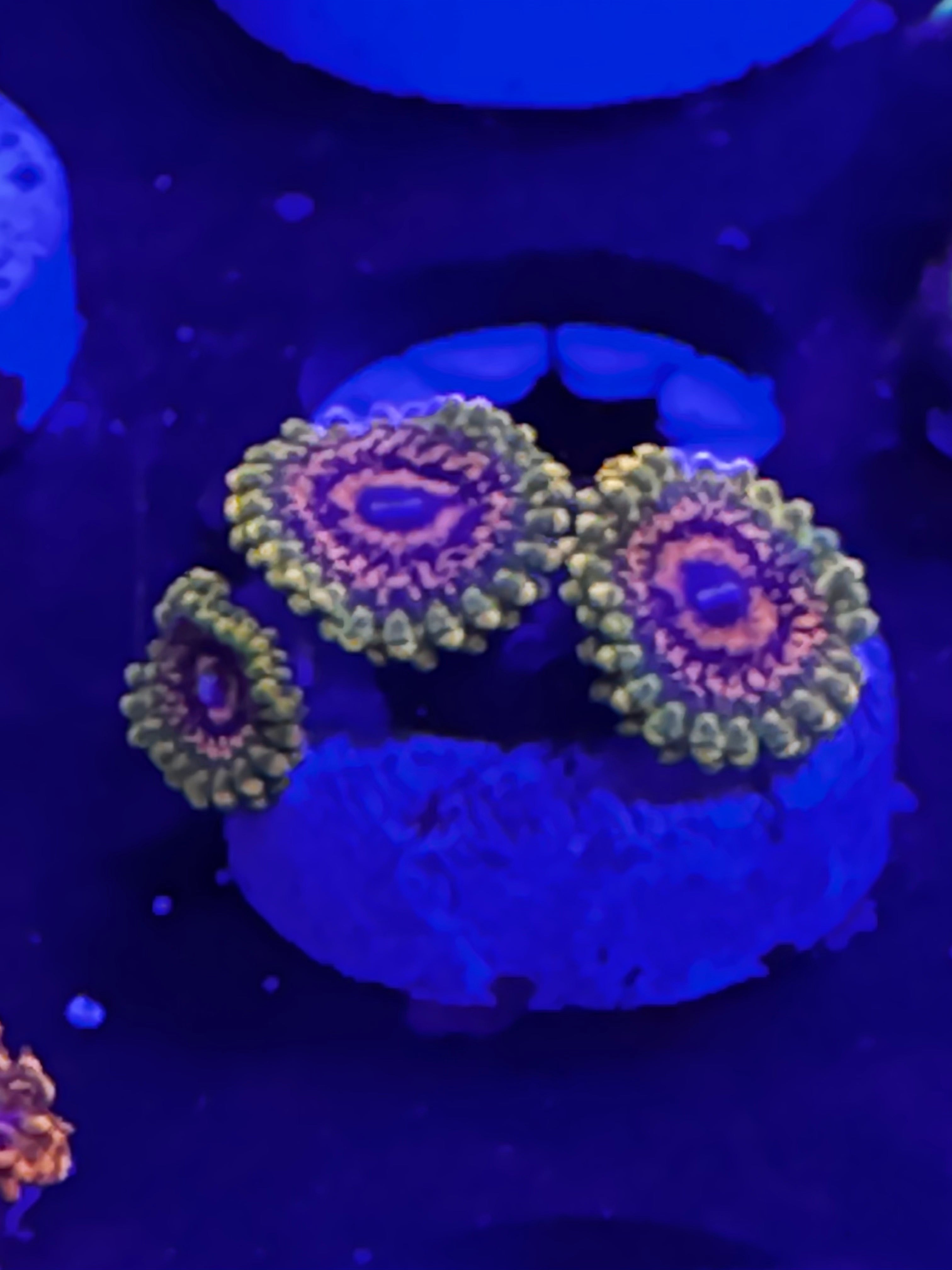 GMK Zoanthid 3 Polyp