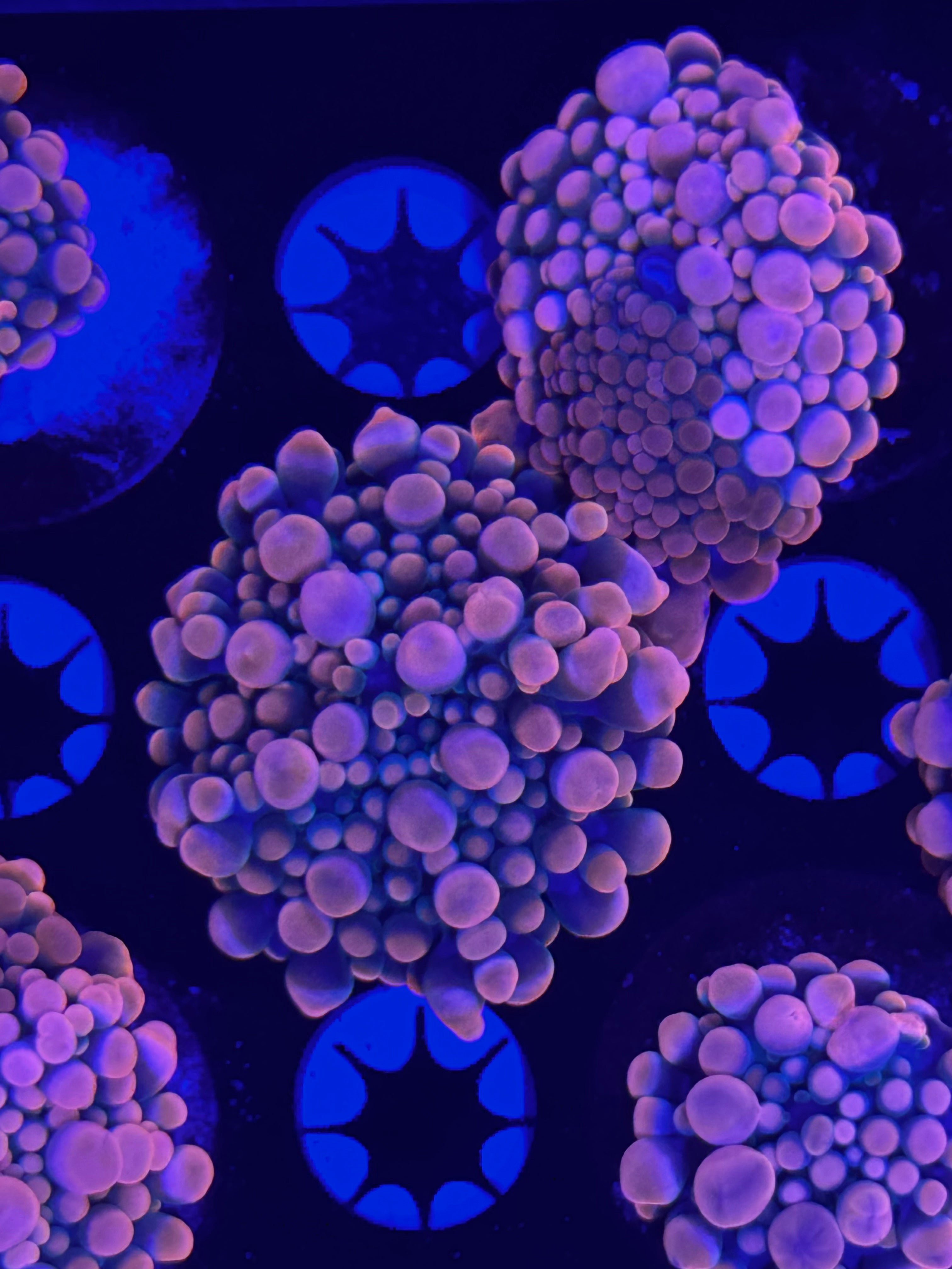 HGC Love Sac Bounce Yuma Mushroom