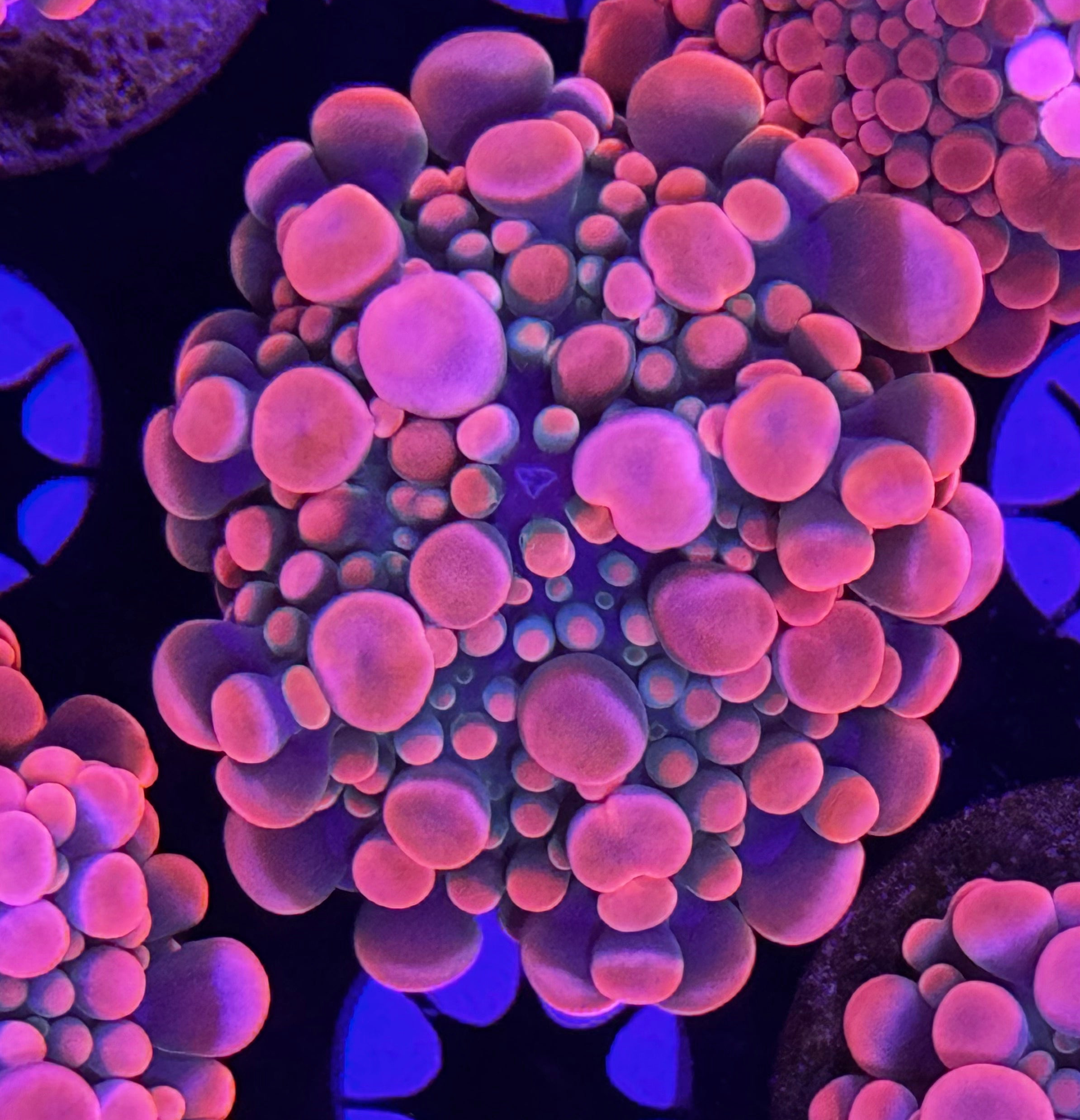 Best of the bunch HGC bounce