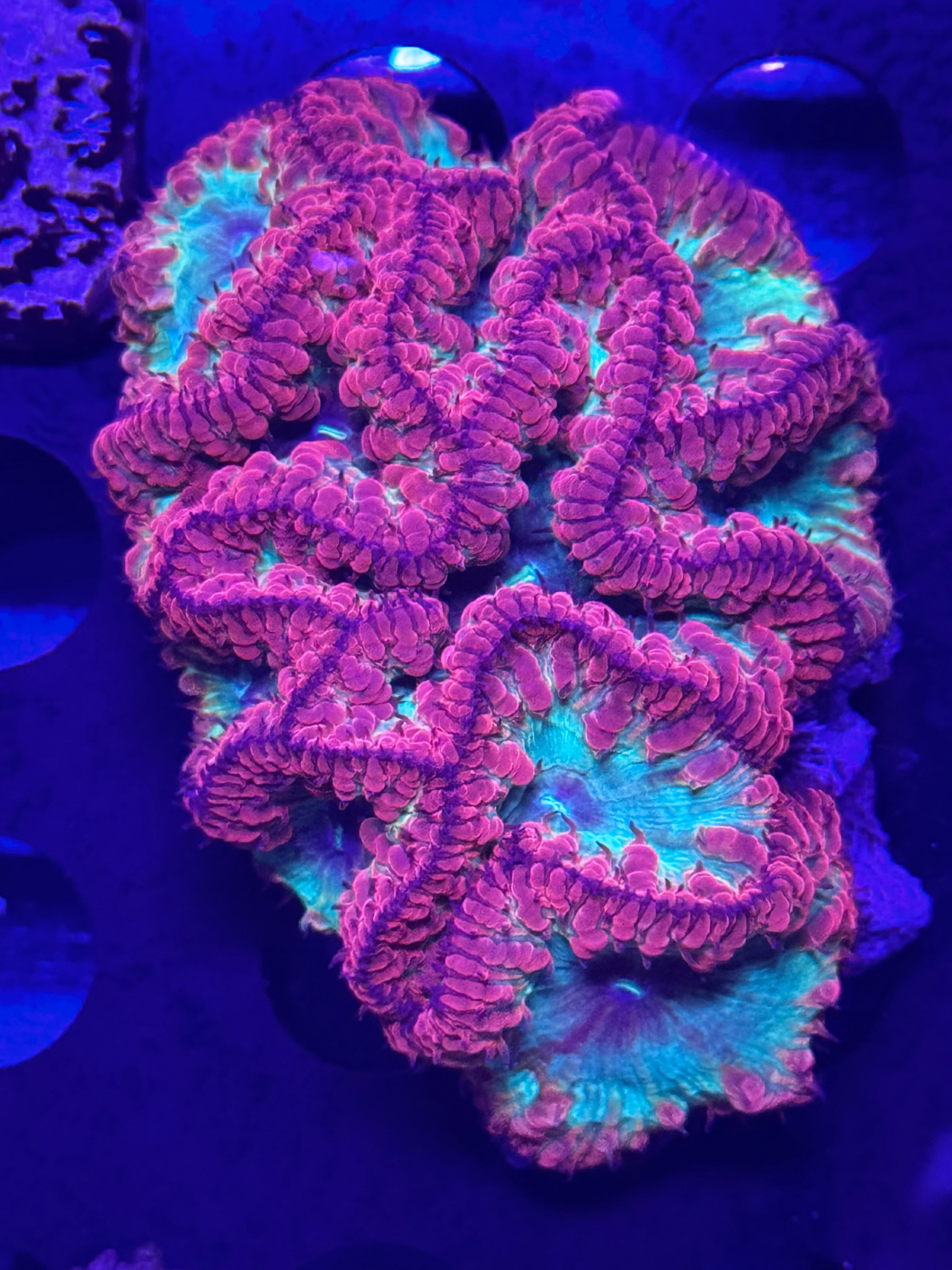 Rainbow Blasto
