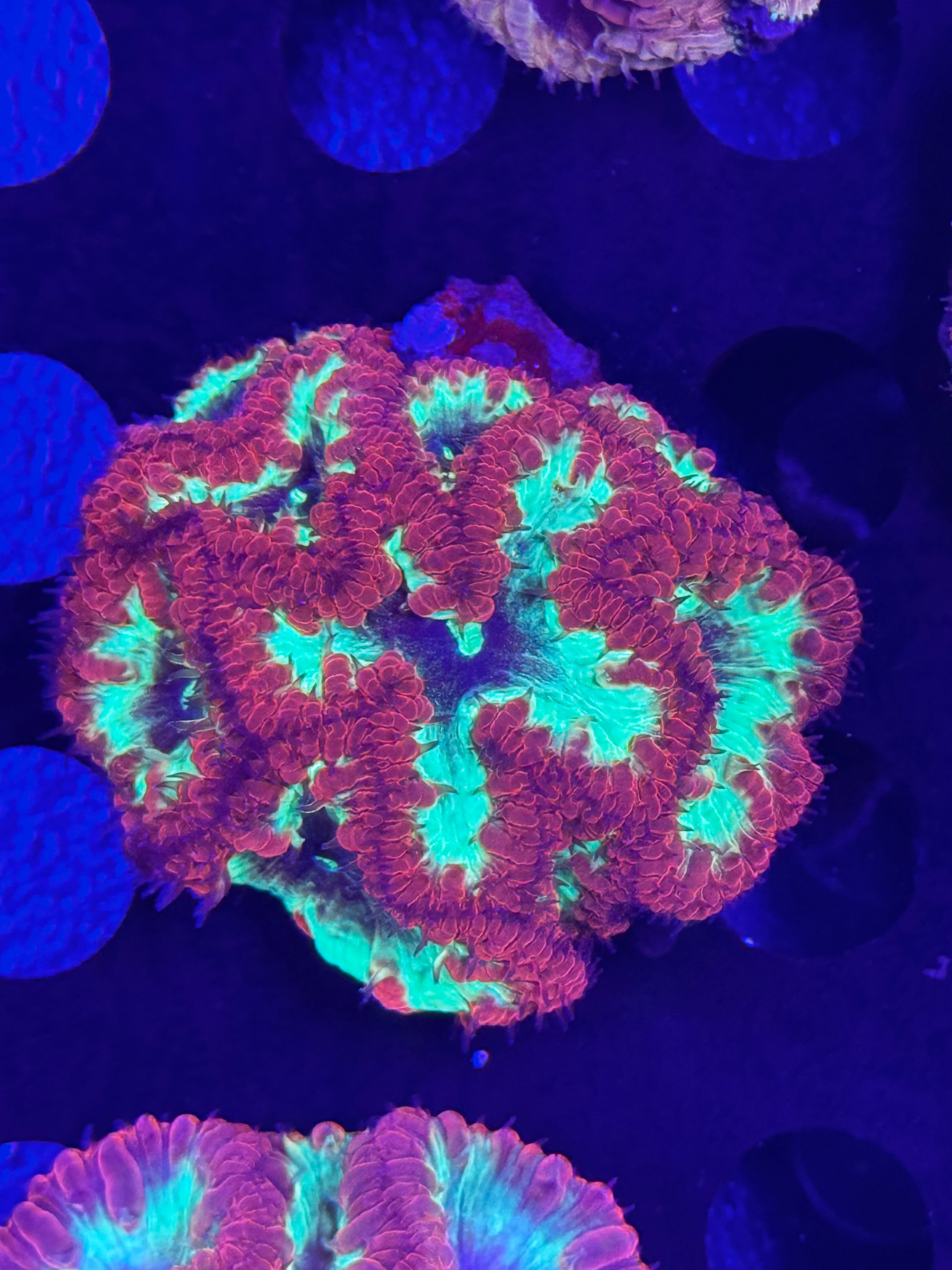 HGC Ultra Rainbow Blastomussa Wellsi Colony