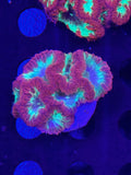 HGC Ultra Rainbow Blastomussa Wellsi Colony