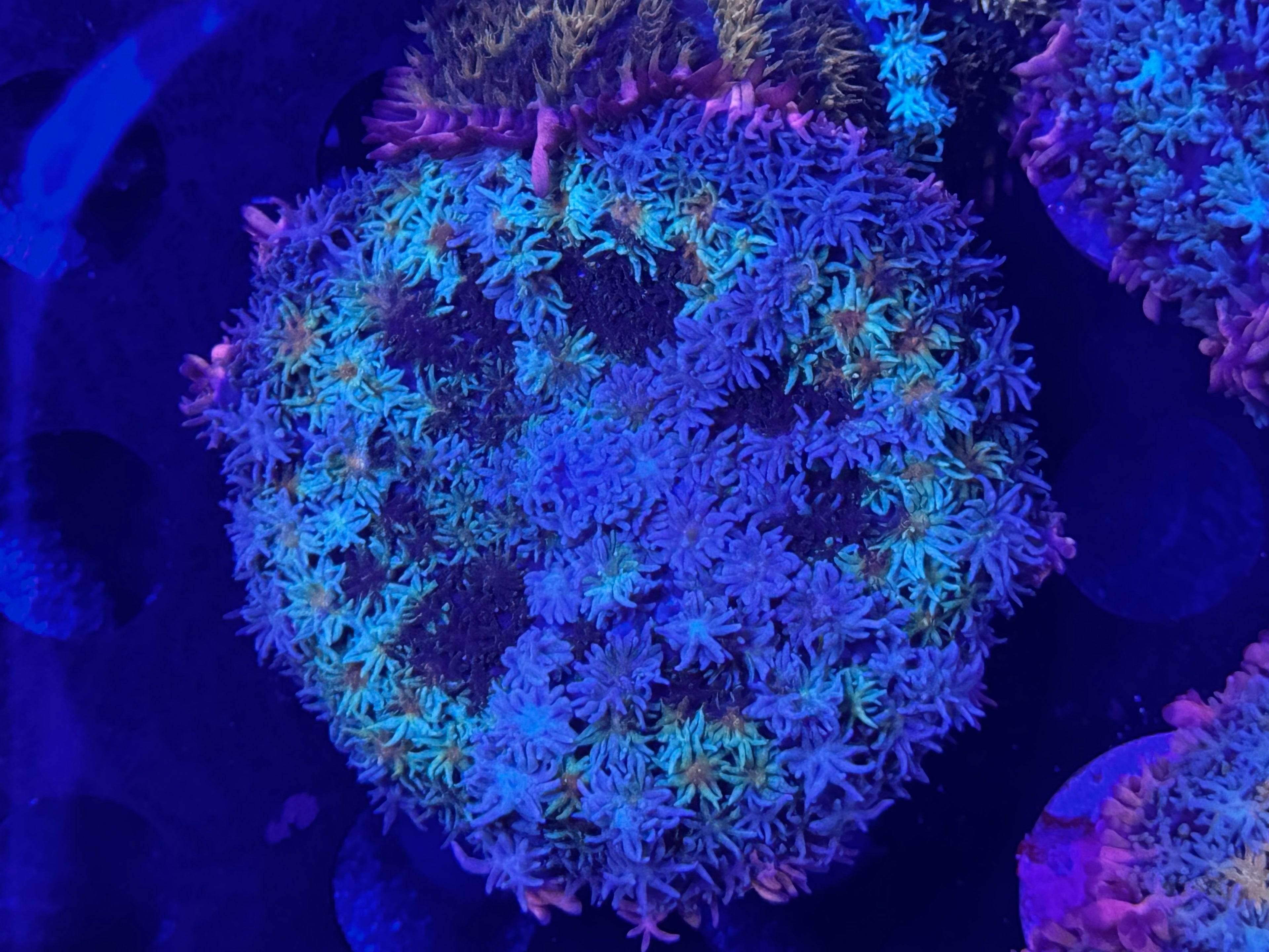 HGC Frankenstein Bounce Mushroom