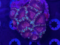 Asian Acan Colony