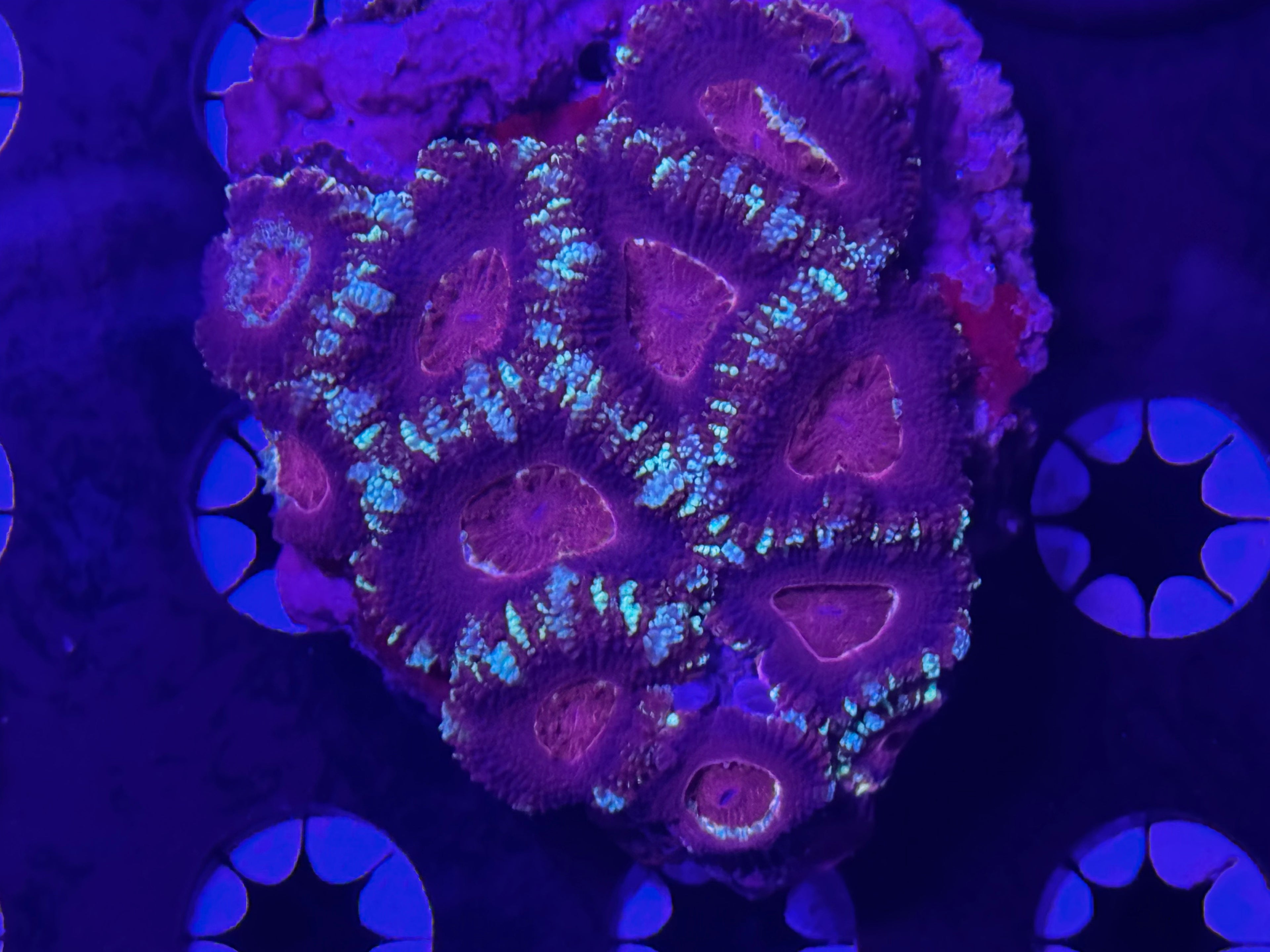 Asian Acan Colony