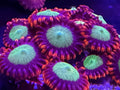Zoanthids